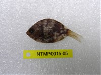 藏品(條紋豆娘魚)的圖片